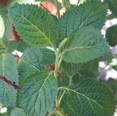 Khasiat tanaman pecut kuda