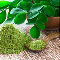 Manfaat daun kelor dan efek sampingnya