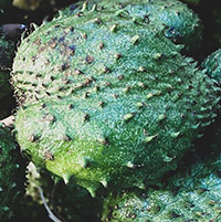 5 manfaat buah sirsak salah satunya mencegah kanker dan meningkatkan imun tubuh