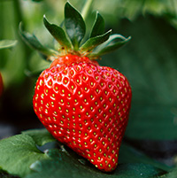 5 manfaat buah strawberry untuk kesehatan salah satunya bisa membuat wajahmu glowing