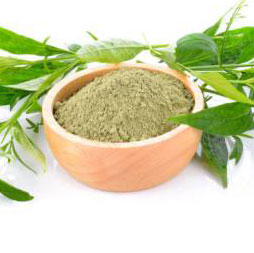 Sambiloto khasiat dan kegunaannya. Sipahit penangkal virus