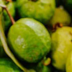 Manfaat buah jambu biji untuk imun tubuh menghadapi covid 19